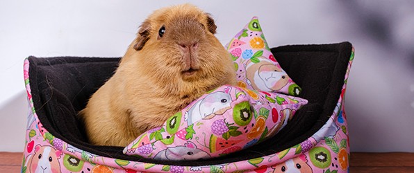 Rust zacht lieve, gekke (Terror) Toos