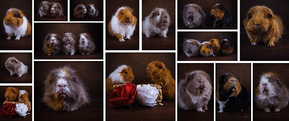 Onze cavia familie