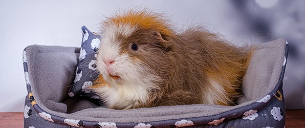 Dag Brutus, rust zacht lief vriendje