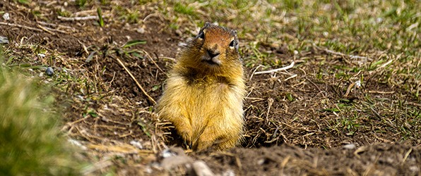 Links naar reisverslagen diverse reizen