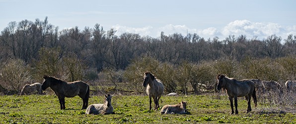 Maart roert z’n staart!