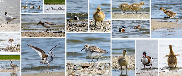 Vogels fotograferen bij de Balgzandpolder