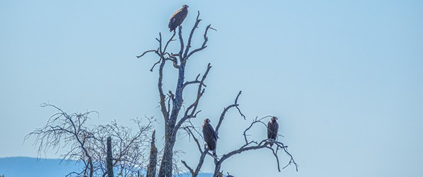 Drie monniksgieren in één boom
