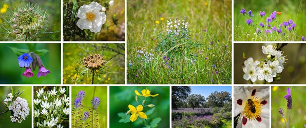 Wilde bloemen en bloesem