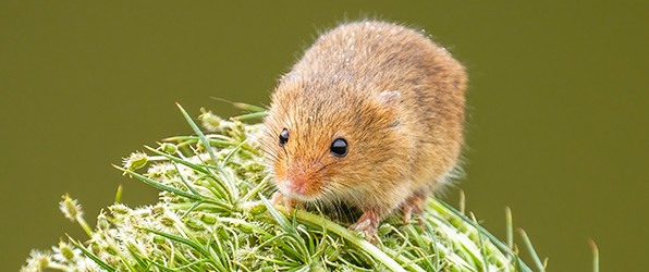 Dwergmuisjes
