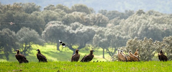 Vogels tijdens wintertrip Spanje