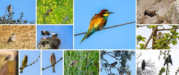 Op stap met de Fujifilm XF 150-600 mm