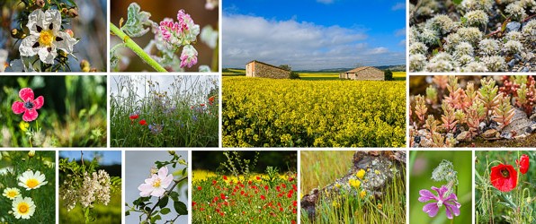 Bloemen, heel veel prachtige bloemen