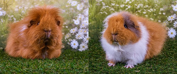 Popcorn free lieve Leentje en Izzy