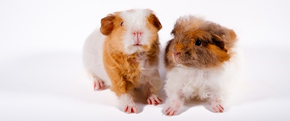 Sommige mensen mogen geen dieren!