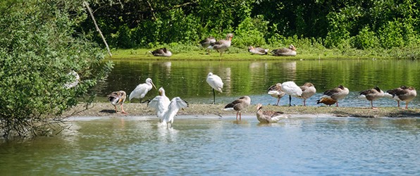 Een gebied vol leven