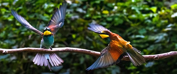 Dagje bijeneter hutten bij Emmen