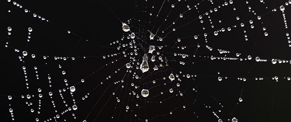 Spinnenwebben in de mist