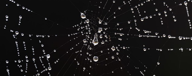 Spinnenwebben in de mist