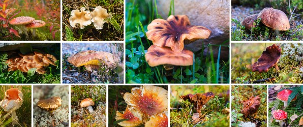 Heerlijke herfstkleuren, paddenstoelen en meer