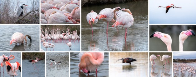 Parc Ornithologique de Pont de Gau