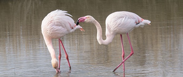 Het gemak van een camera vest