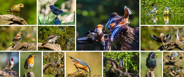 Dagje vogelhut in Uddel