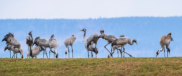 Kraanvogels bij Hornbergasjön