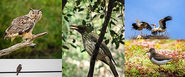 Gefotografeerde vogels A tot en met Z: O