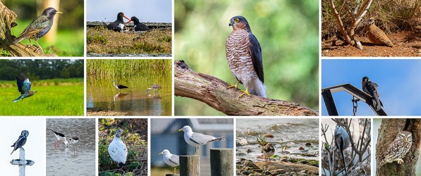 Gefotografeerde vogels A tot en met Z: S