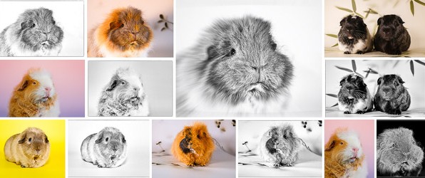 Mijn cavia’s in zwart-wit (en kleur)